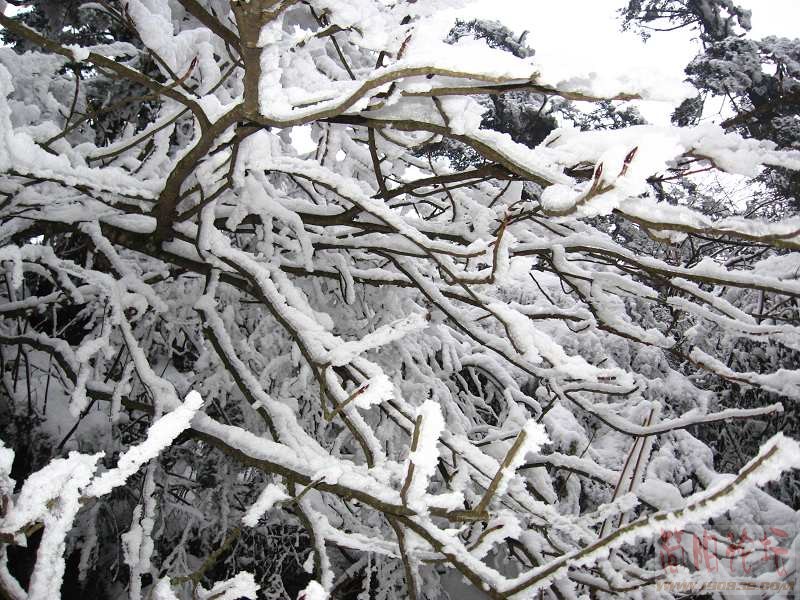 雪淞.jpg