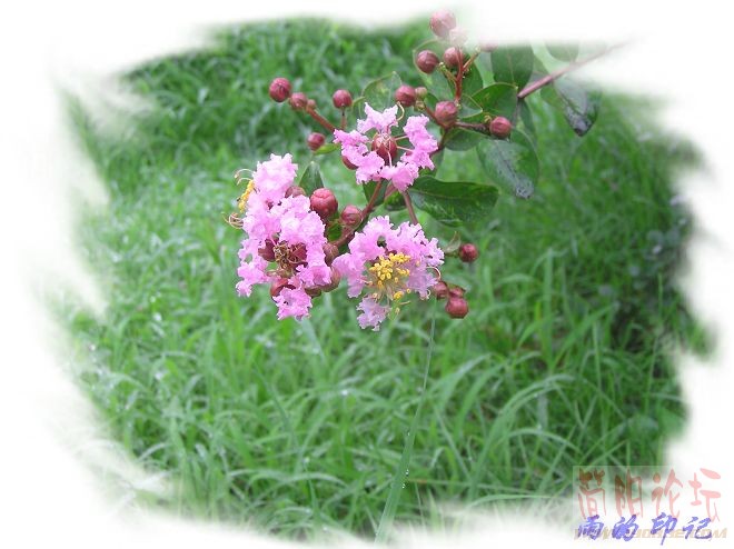 紫薇的季节.jpg