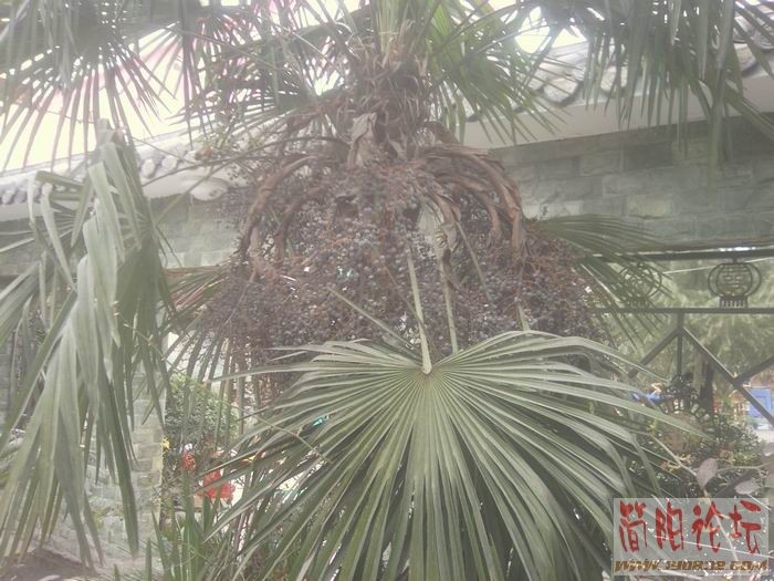 棕榈树.jpg