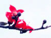 紅杏.jpg
