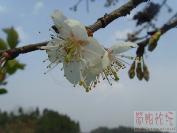 SNV32817.JPG