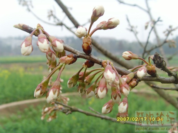 SNV32798.JPG