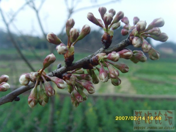 SNV32765.JPG