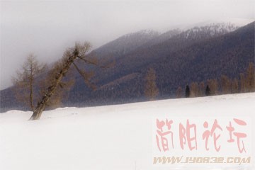 孤树傲雪