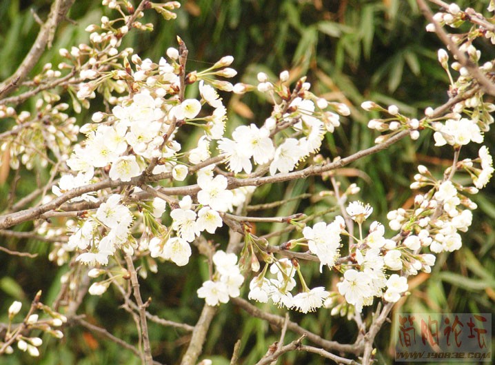 满树樱桃花
