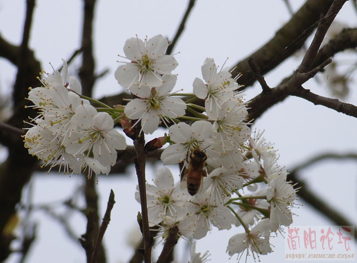 樱桃花开