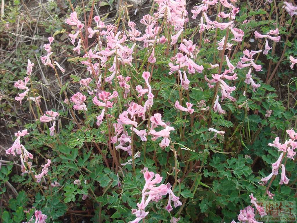DSC00508.JPG