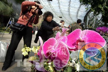 078一盆兰花身价百万.jpg