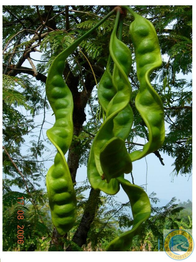 臭豆树上挂满了颗粒饱满的臭豆，一簇簇的垂下来。.jpg