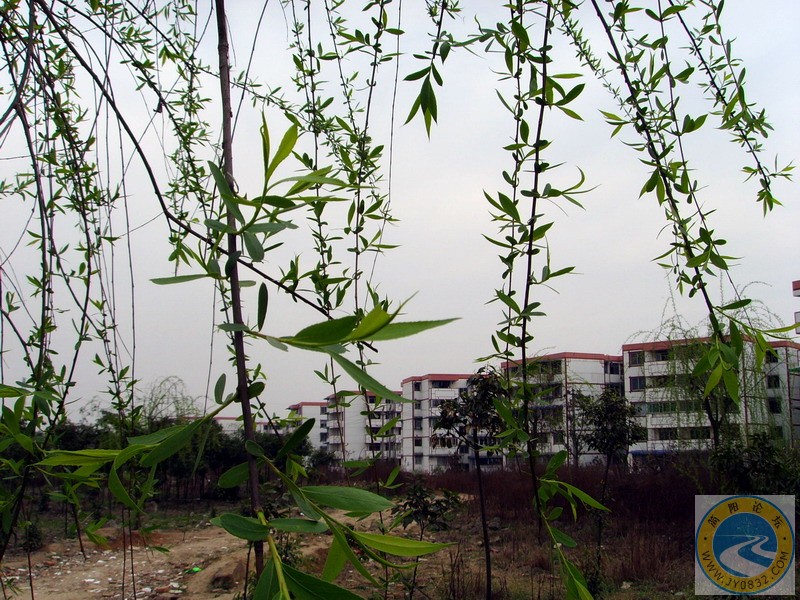 新春的垂柳.JPG