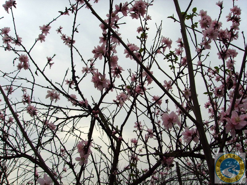 朵朵桃花春天开.JPG