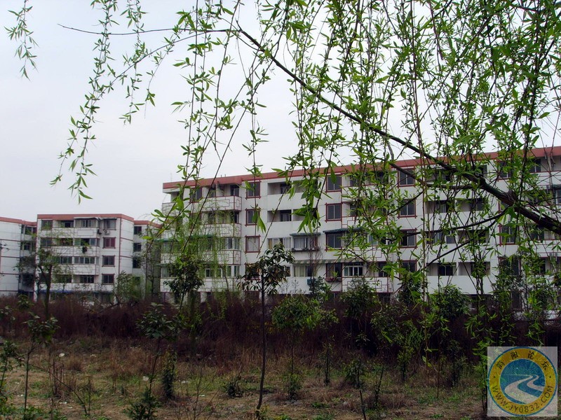 已经发芽的柳树.JPG