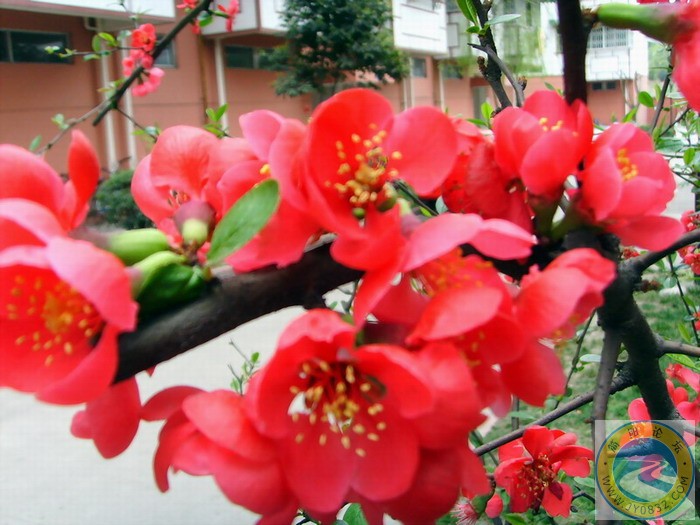 楼下的这个红花花2.JPG