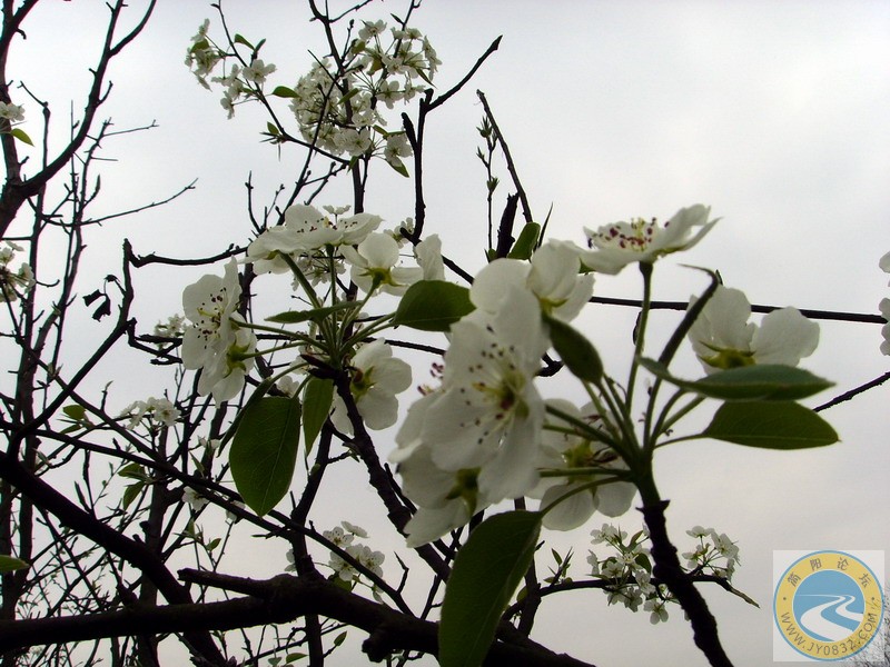 白色犁花也不错.JPG