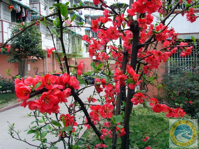 楼下的这个红花花1.JPG