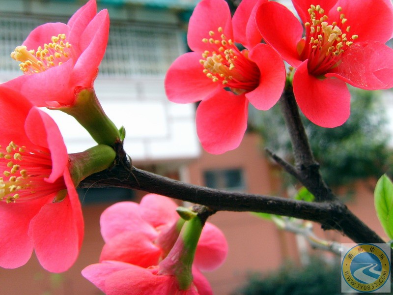 楼下的这个红花花4.JPG