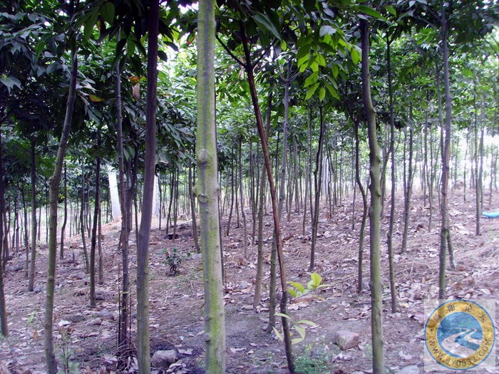 小树林.JPG