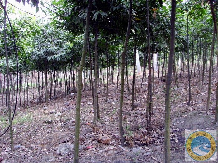 小树林慢步.JPG