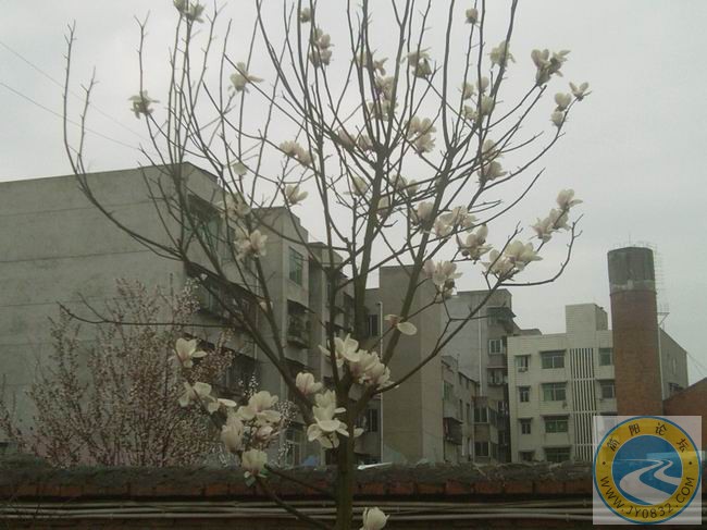 满树玉兰.jpg