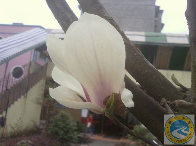 近拍一张玉兰花.jpg