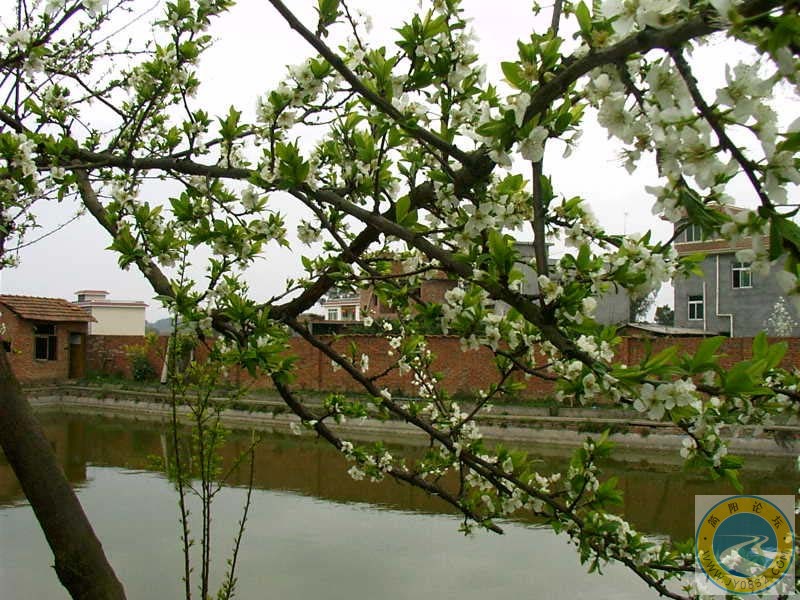 又是一年春风来，桃花朵朵开。.jpg