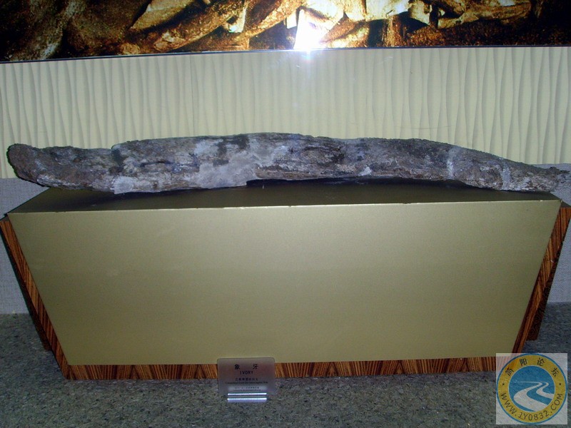 SSL29465.JPG