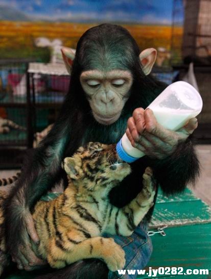 7月30日，在泰国曼谷郊外的北榄鳄鱼湖动物园，2岁的黑猩猩“Do Do”温柔地将60天大的小.jpg