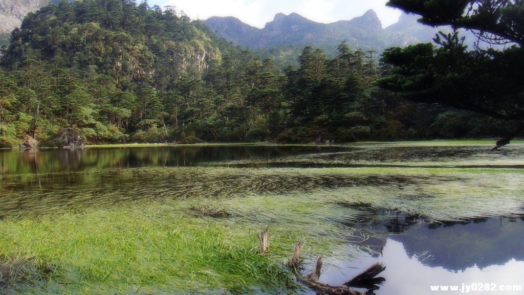 仙草湖4.jpg