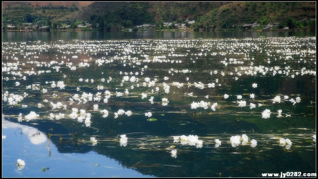 海藻花05.jpg