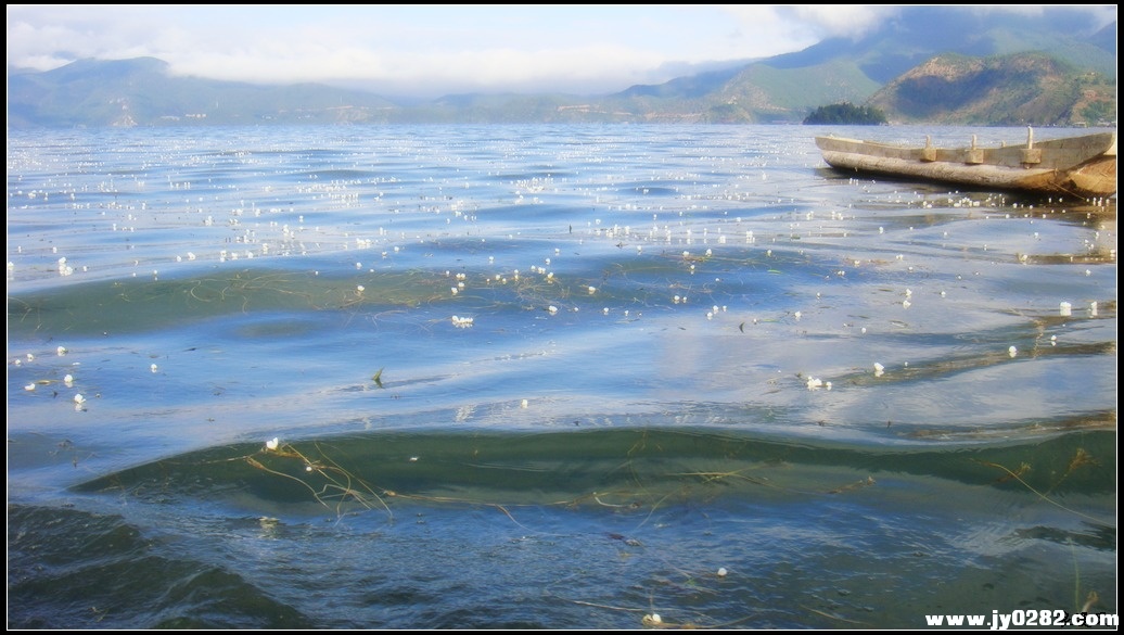 海藻花01.jpg
