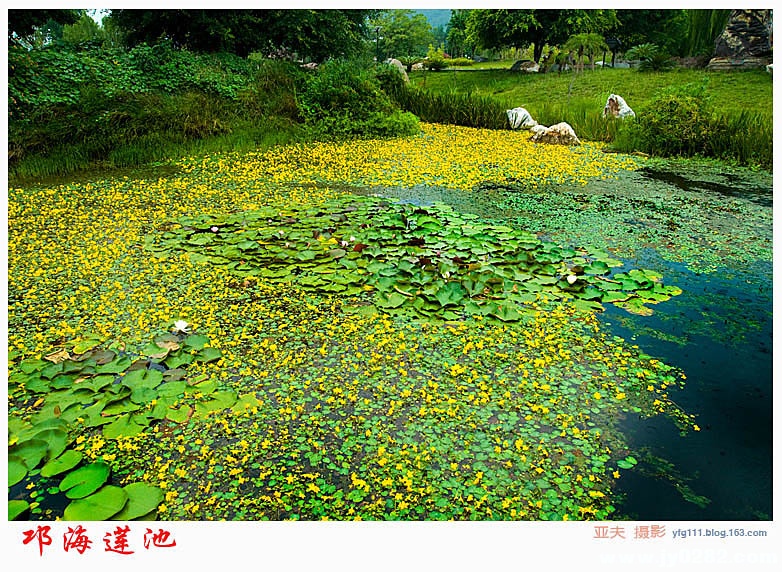 邛海莲池——16.jpg