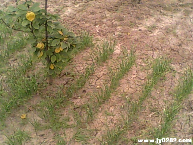 IMG1750A.jpg