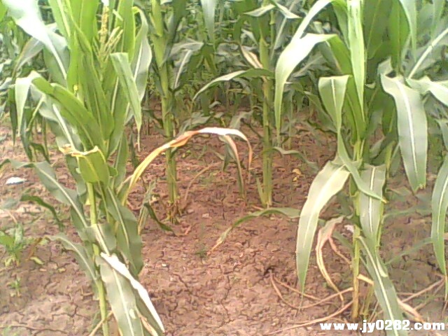 IMG1748A.jpg