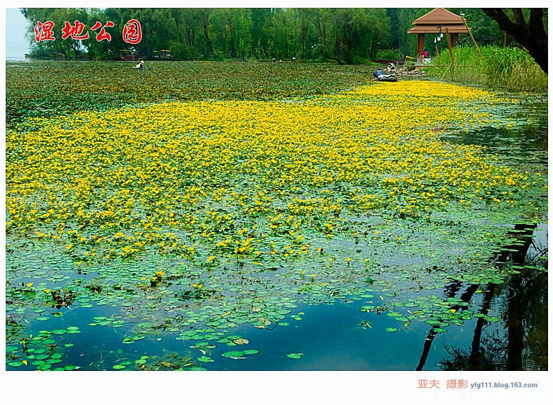 湿地公园——15副本.jpg