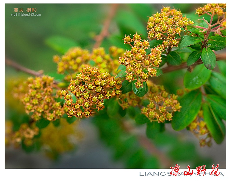 凉山野花（一）——05副本.jpg