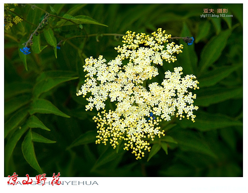 凉山野花（一）——09副本.jpg