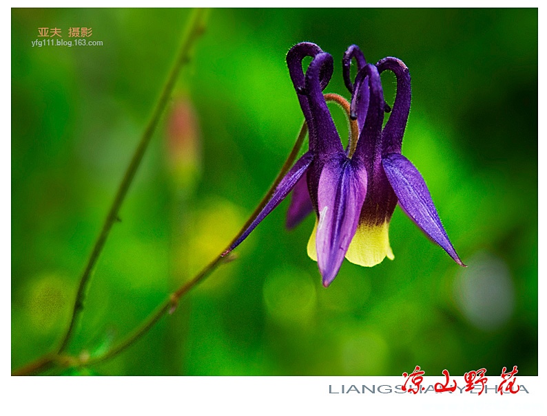 凉山野花（一）——11副本.jpg