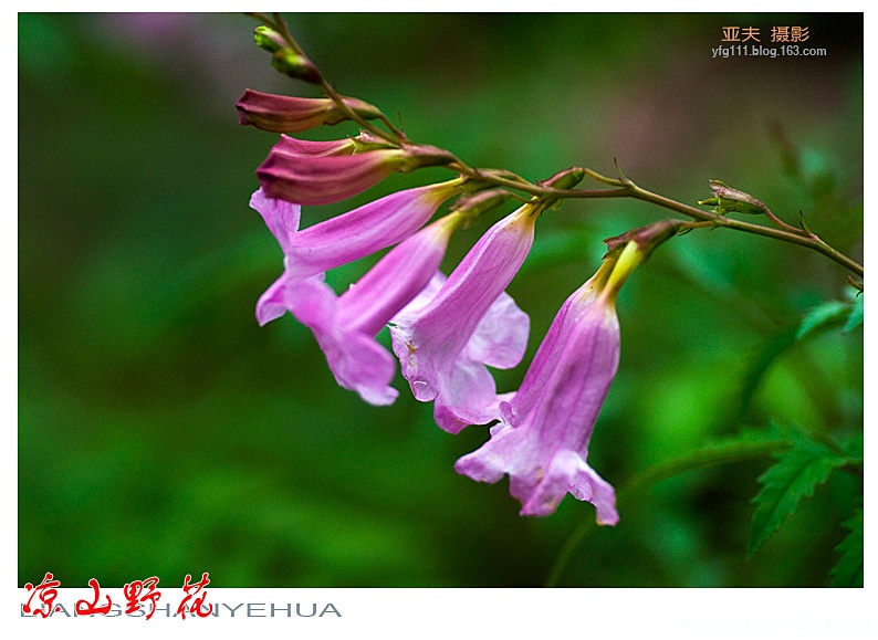 凉山野花（一）——14副本.jpg