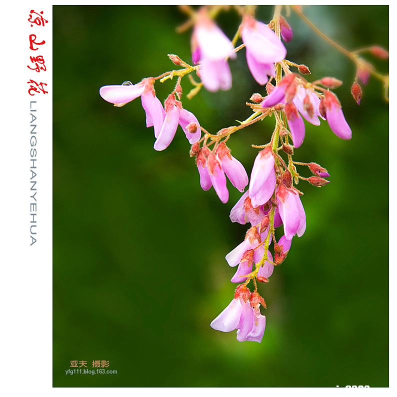 凉山野花（一）——16副本.jpg
