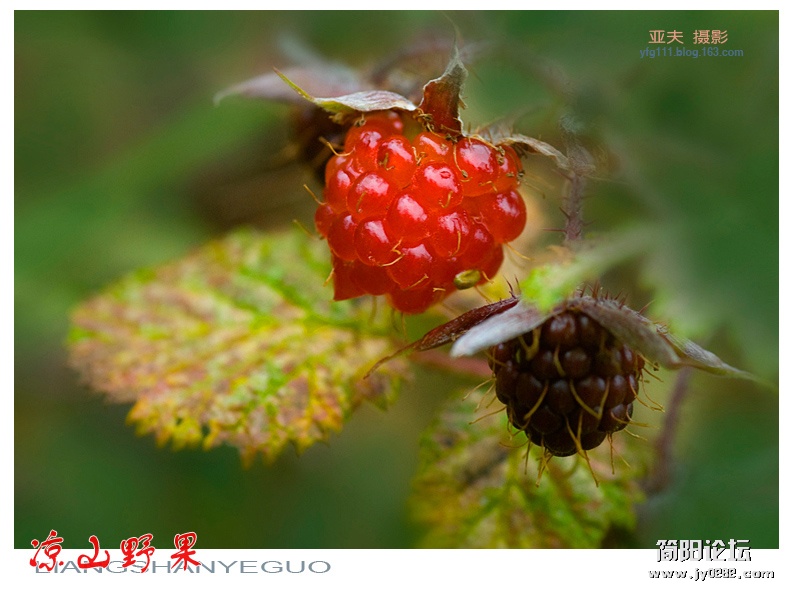 凉山野果——07副本.jpg