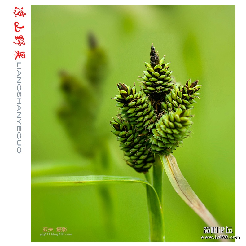 凉山野果——08副本.jpg
