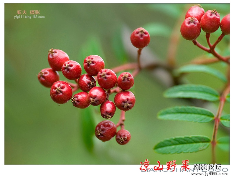 凉山野果——09副本.jpg