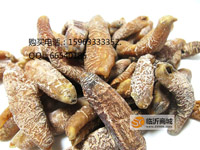 无泥巴茄参2.jpg