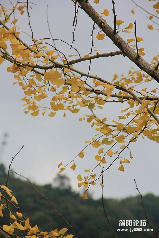 IMG_7621.jpg