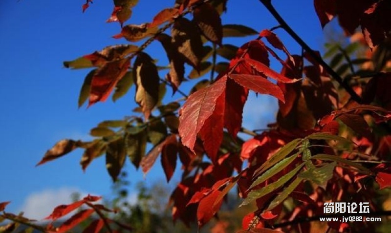 IMG_7787.jpg