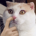 儿.gif