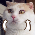 额外然而.gif