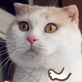 二天.gif