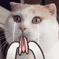 公司法公司法.gif