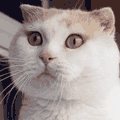 淘日本.gif
